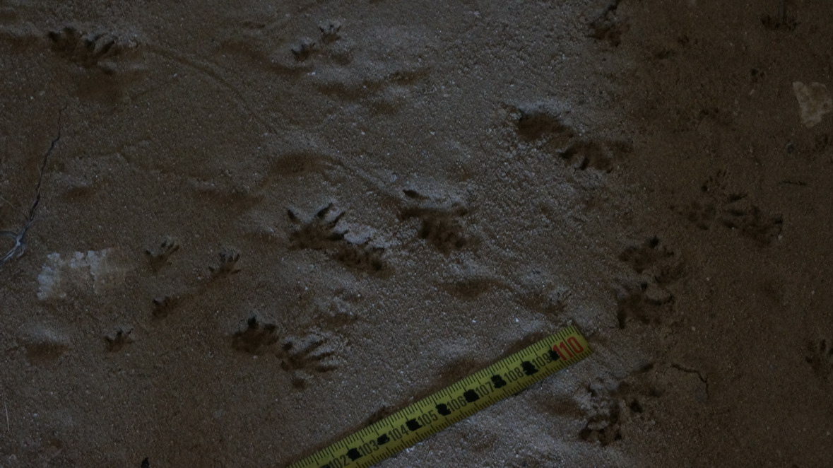 Tracce di riccio o di ratto?