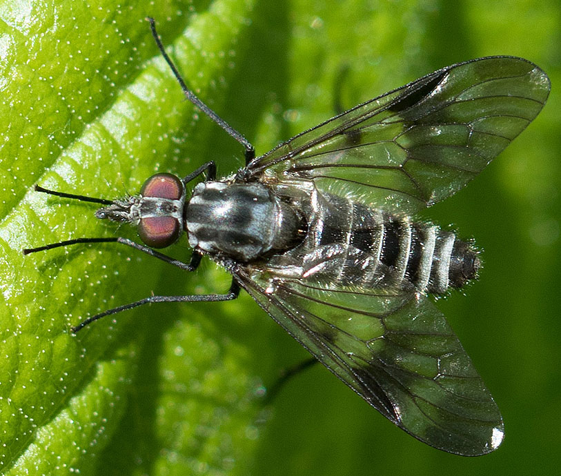 Rhagionidae:  cfr.  Chrysopilus sp.