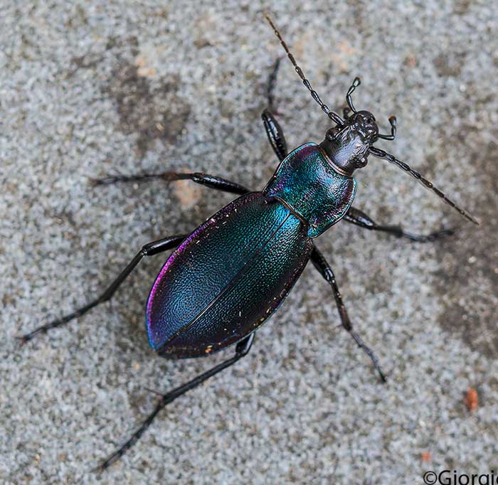 Carabidae: Carabus violaceus picenus