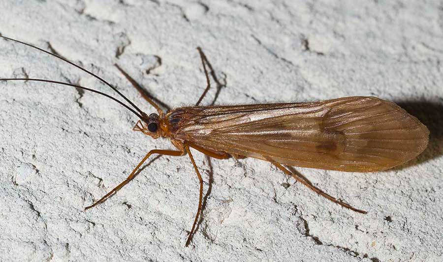 tricottero Limnephilidae dall''appennino ligure: cfr. Potamophylax sp.