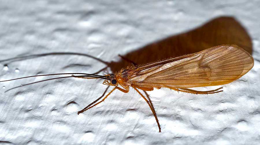 tricottero Limnephilidae dall''appennino ligure: cfr. Potamophylax sp.