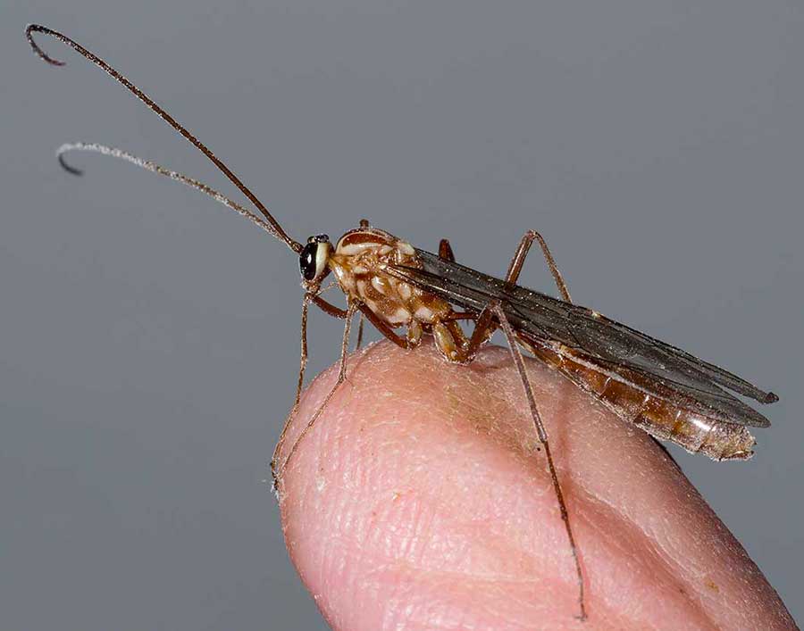 Ichneumonidae: Ophion sp.