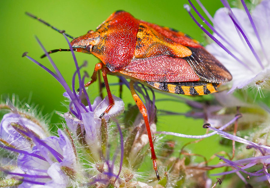 emittero dall''appennino ligure: Carpocoris purpureipennis (Pentatomidae)