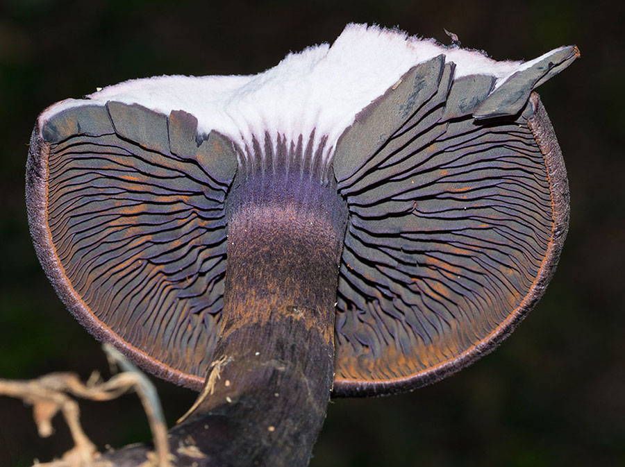 fungo viola dall''appennino ligure