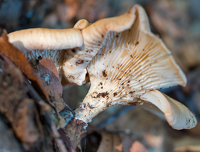 fungo dalla liguria