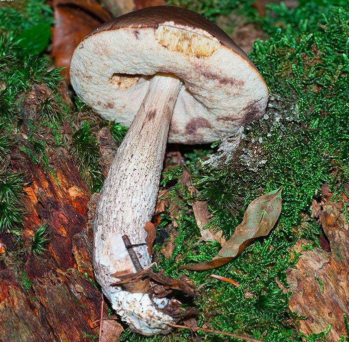 dall''appennino ligure, forse leccino