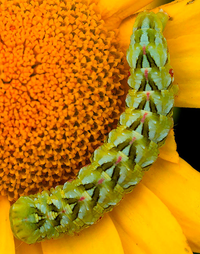 Larva di Cucullia chamomillae (Noctudae)