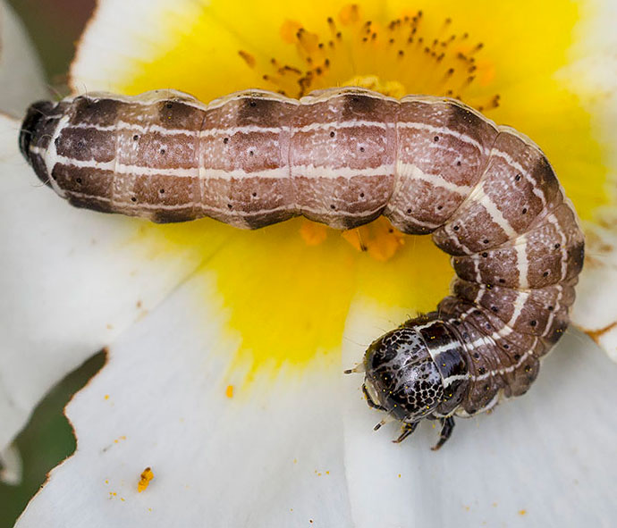 Larva di Orthosia cruda (Noctuidae)