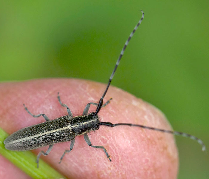 Cerambycide da Tolfa: Agapanthia cardui