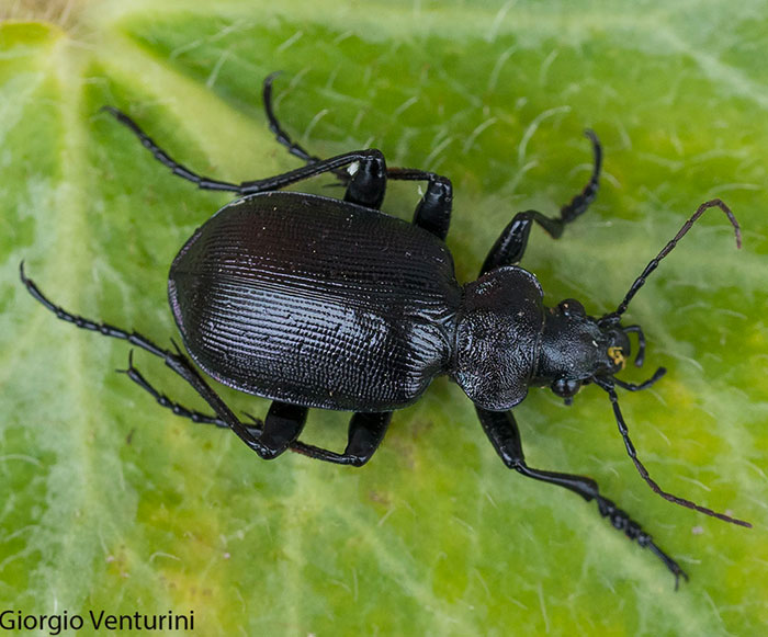 Carabidae: Calosoma inquisitor