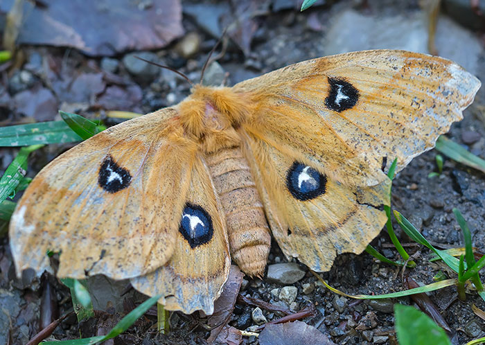 Lepidottero dell''appennino ligure: Aglia tau - Saturniidae