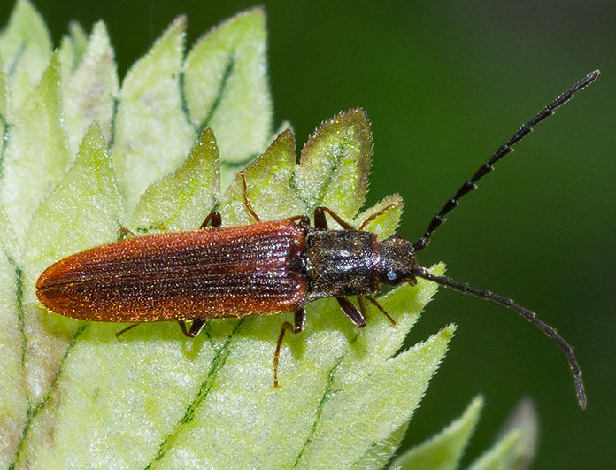 piccolo cerambicide : no, Elateridae: Campylomorphus homalisinus