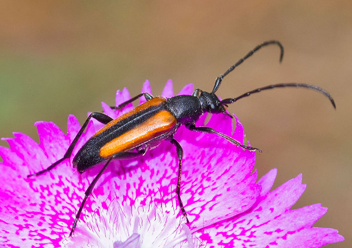 Cerambycidae:  Stenurella melanura, femmina