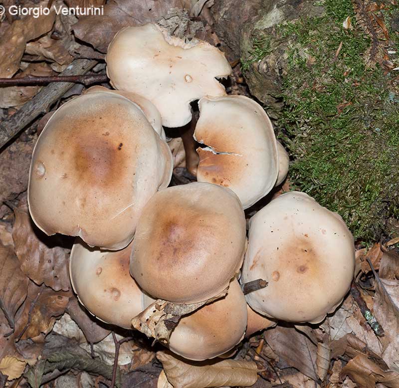 fungo dall''appennino ligure