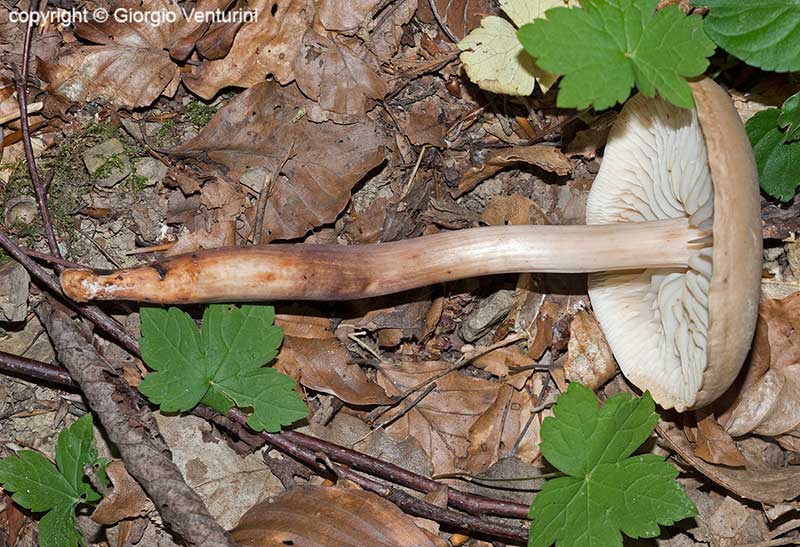 fungo dall''appennino ligure
