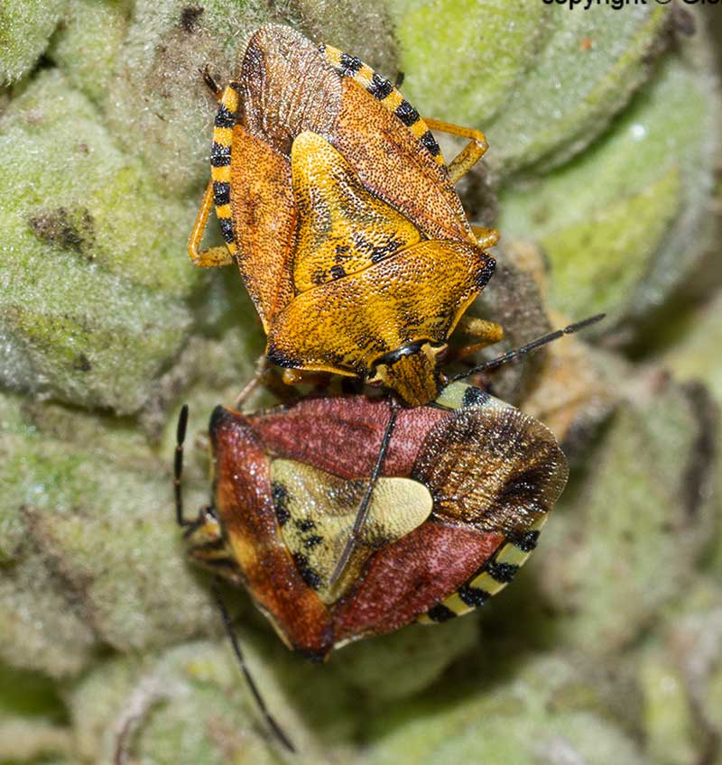 emittero carpocoris?