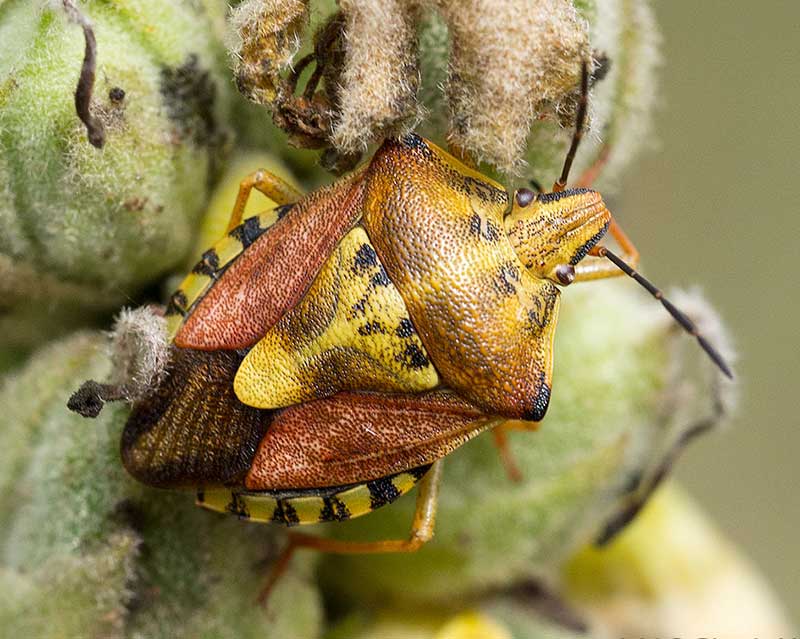 emittero carpocoris?