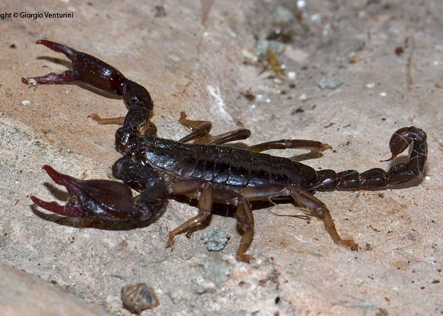 scorpioni dall''appennino ligure