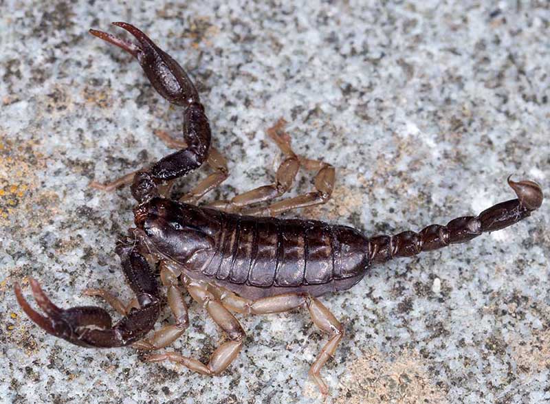 scorpioni dall''appennino ligure