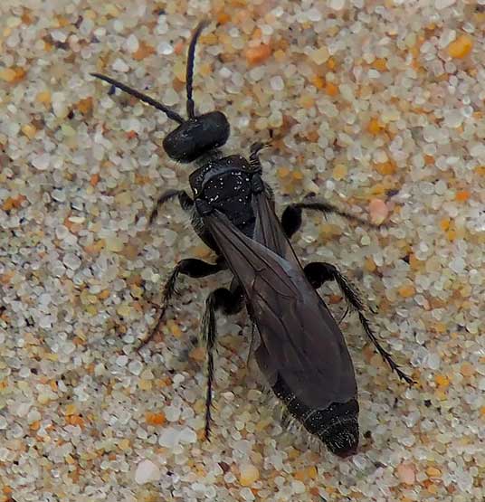 imenottero dalla spagna: Tiphiidae: Tiphia sp.