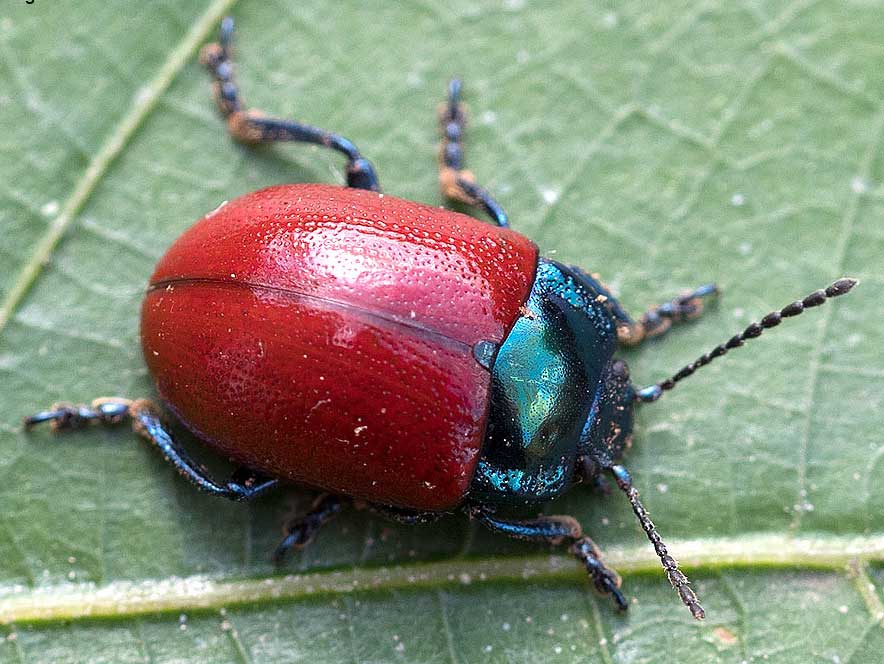 crisomela populi o crisolina: Chrysolina grossa.