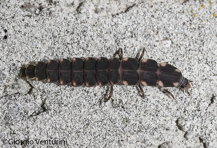 Lampyridae: larva di Lampyris sp.o Nyctophila sp.