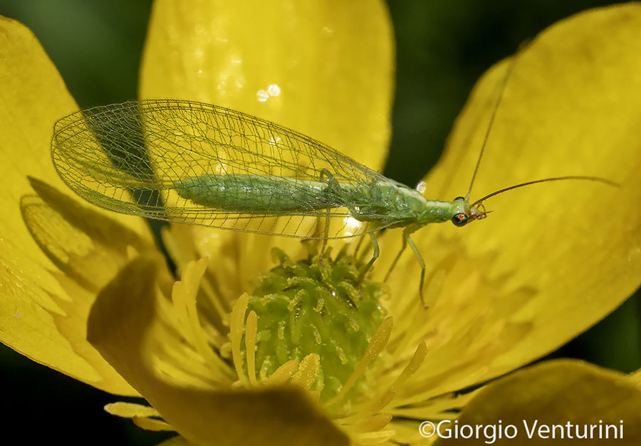 Chrysopidae: Chrysoperla sp.