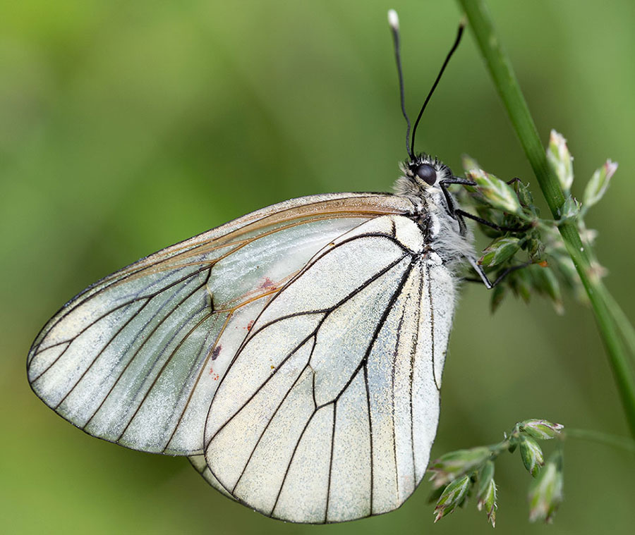 Lepidottero dall''appennino ligure:  Aporia crataegi - Pieridae