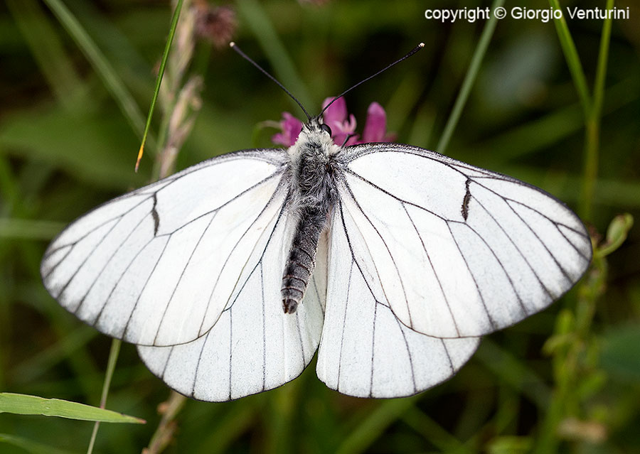 Lepidottero dall''appennino ligure:  Aporia crataegi - Pieridae