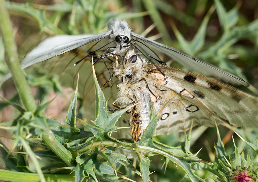 Lepidottero dall''appennino ligure:  Aporia crataegi - Pieridae