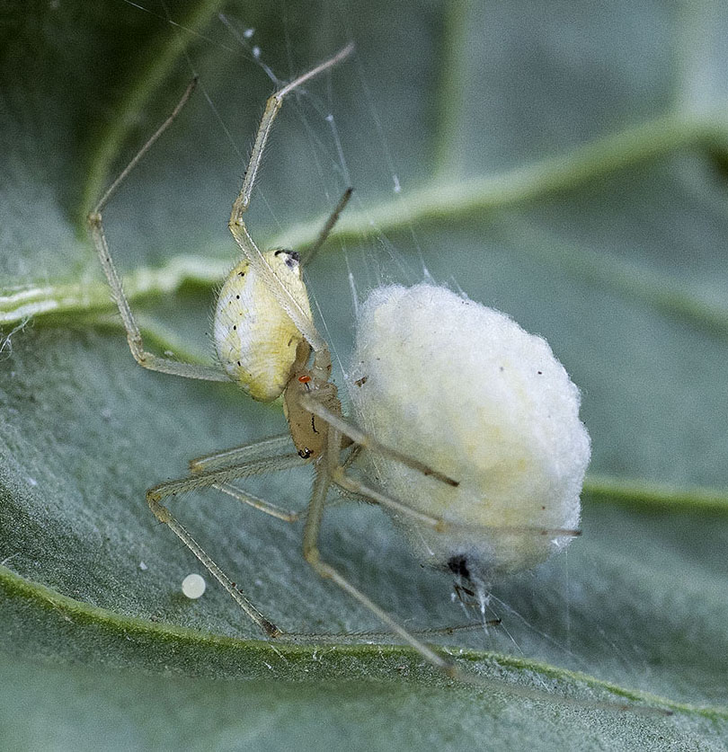 Ragno con uova:  Enoplognatha cfr.  ovata - Rezzoaglio (Ge)