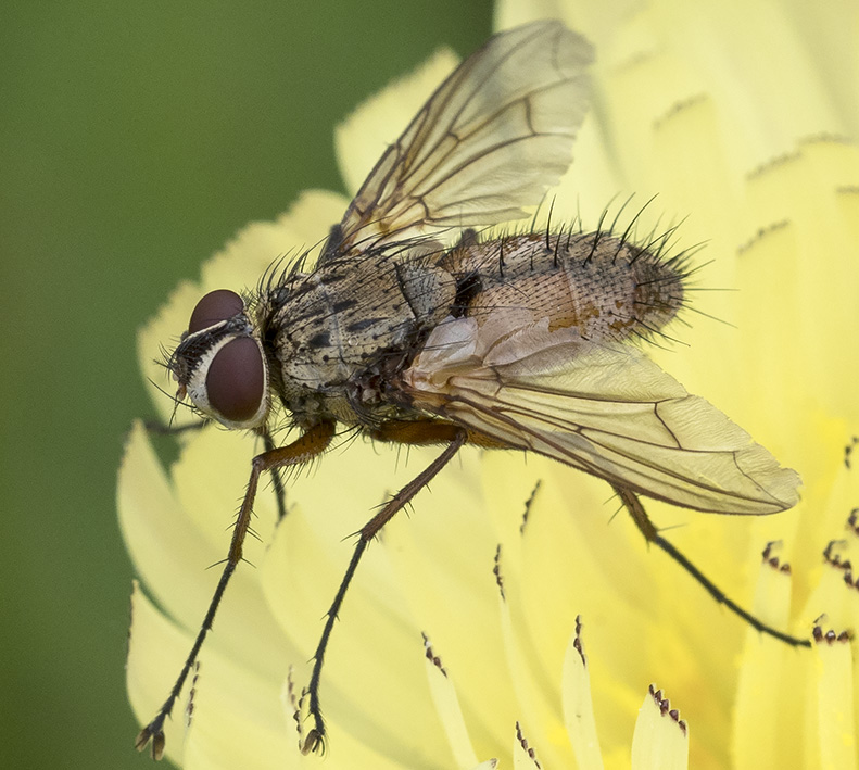 Dexia rustica (Tachinidae)