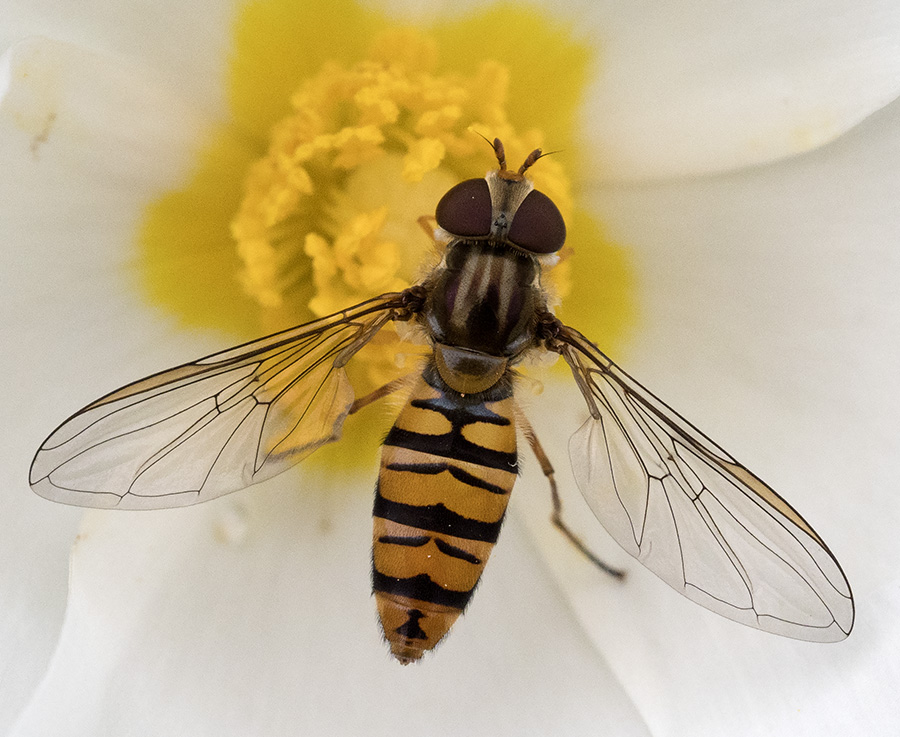 Syrphidae dai monti della Tolfa: Episyrphus balteatus