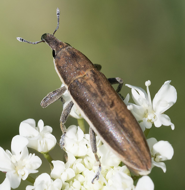 Curculionidae da Roma: Lixus sp.