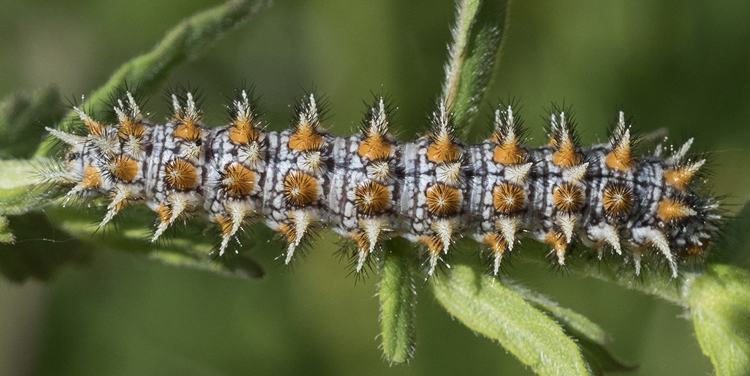 Melitaea didyma (Nymphalidae)