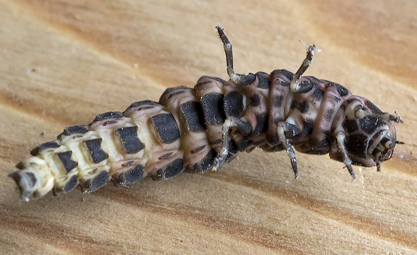 larva di Lampyridae ? S