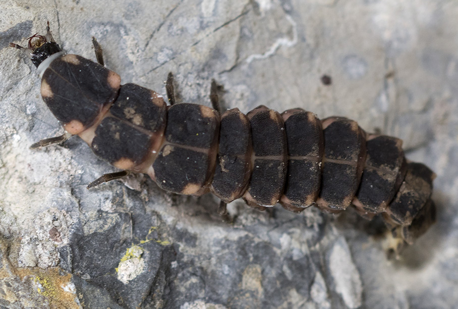 larva di Lampyridae ? S