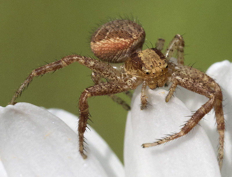 Xysticus sp. - Rezzoaglio (GE)