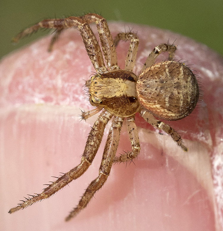 Xysticus sp. - Rezzoaglio (GE)