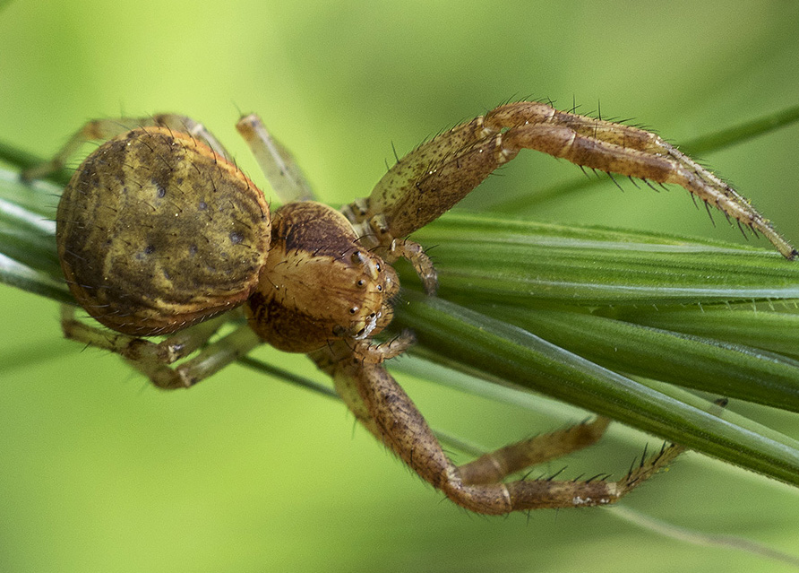 Xysticus sp. - Rezzoaglio (GE)