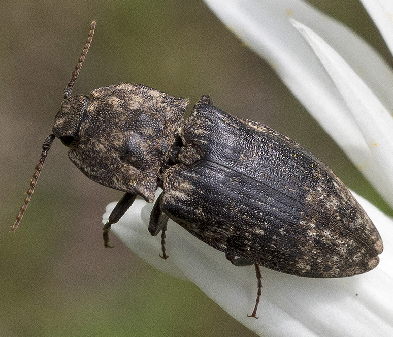 Elateridae: Agrypnus murinus