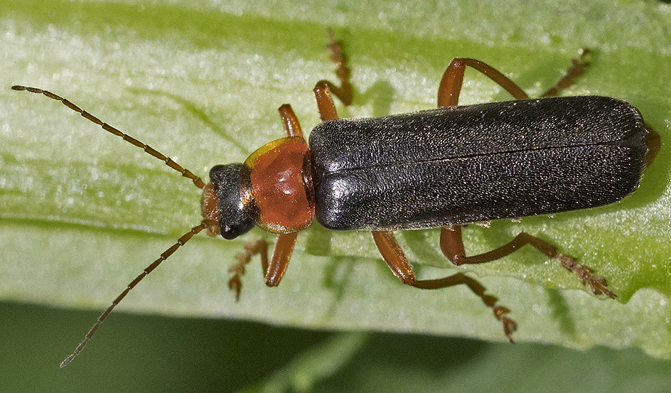 Cantaride dall''appennino ligure:  Cantharis pellucida