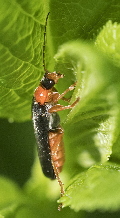 Cantaride dall''appennino ligure:  Cantharis pellucida