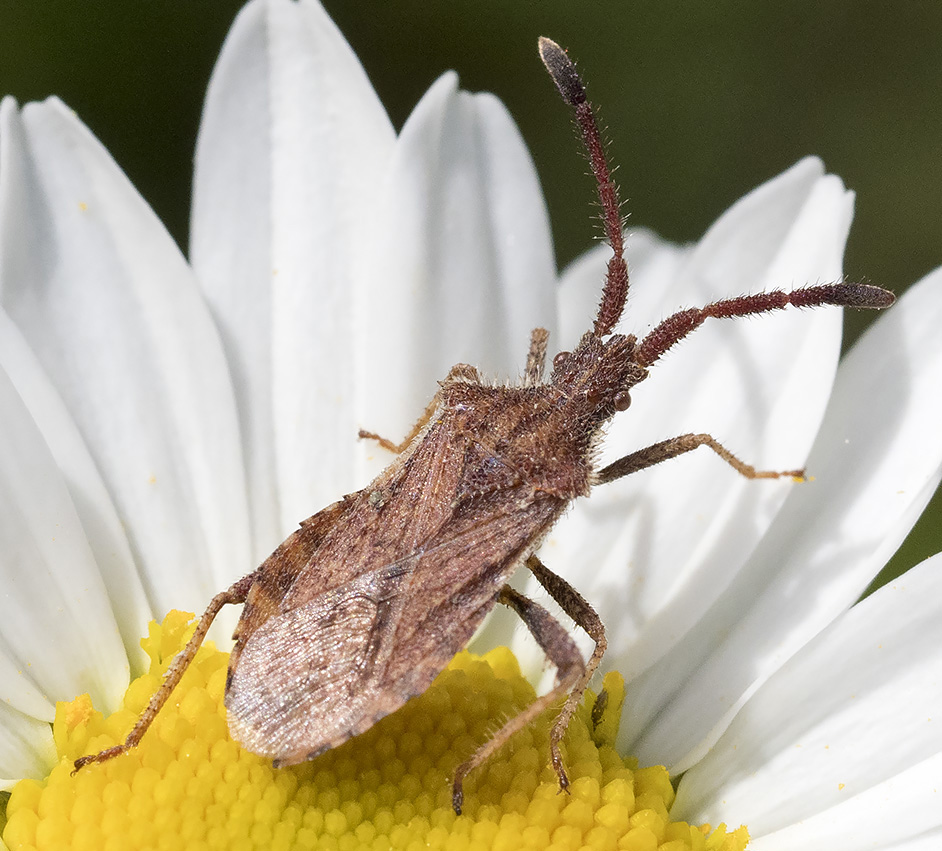 Emittero dall''appennino ligure:  Coriomeris affinis (Coreidae)