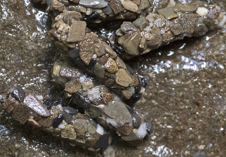 Larva dall''appennino ligure: Limnephilidae:  cfr. Potamophylax  sp.