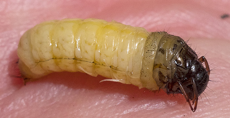 Larva dall''appennino ligure: Limnephilidae:  cfr. Potamophylax  sp.