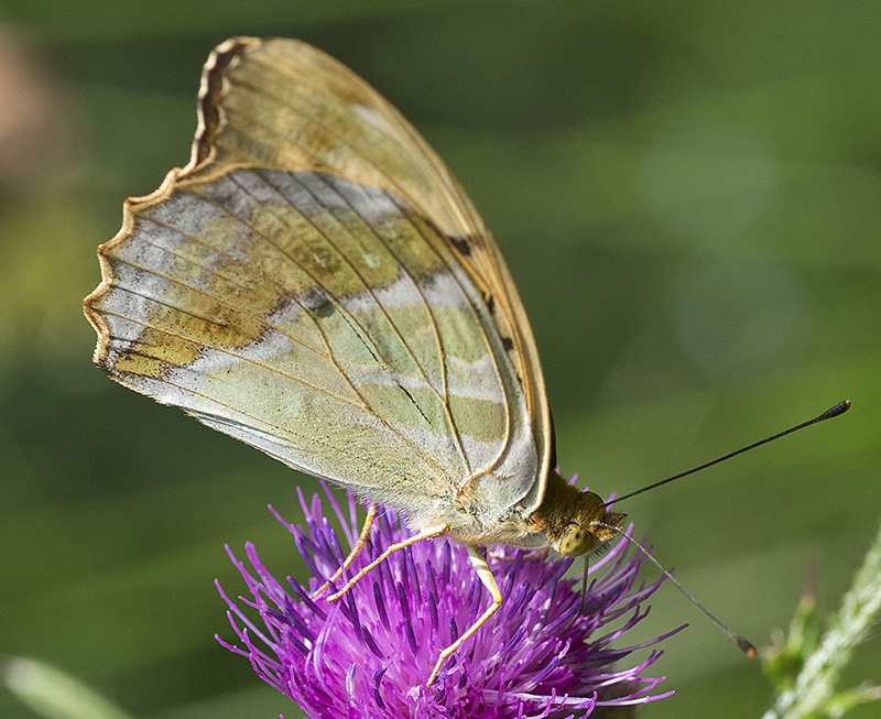 Argynnis paphia