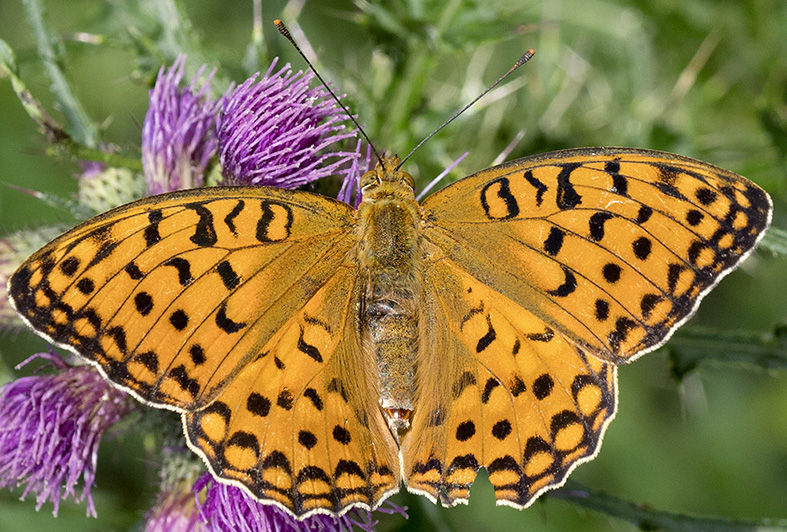 Fabriciana (Argynnis) adippe, femmina