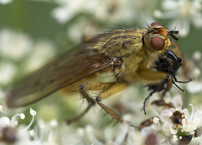 Dittero predatore: Scathophaga stercoraria