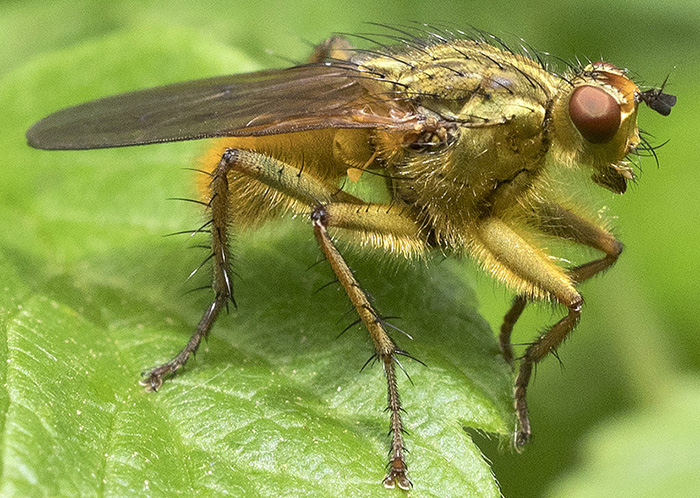 Dittero predatore: Scathophaga stercoraria